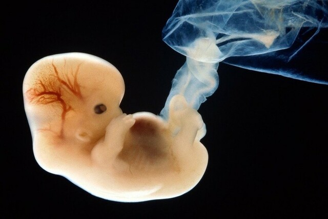 La Ingeniería Genetica