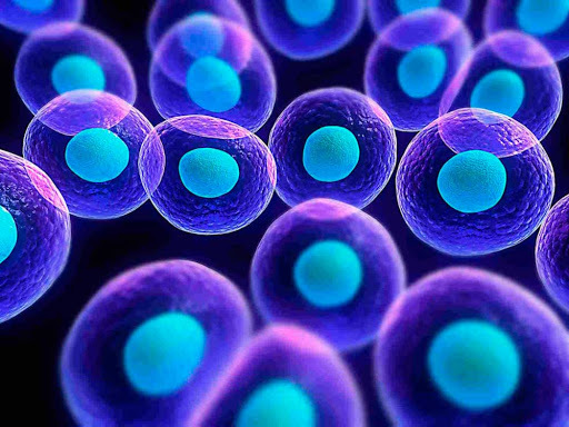 La ingeniera genética experimenta células madres