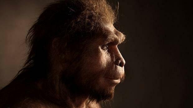 Homo ergaster (erectus)