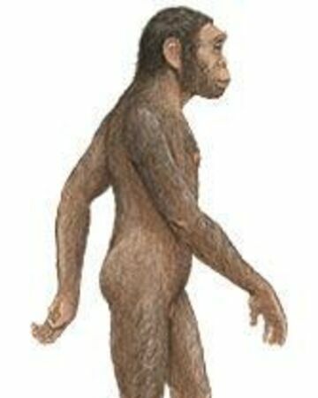 Homo habilis