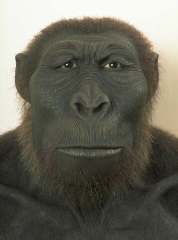 Paranthropus boisei