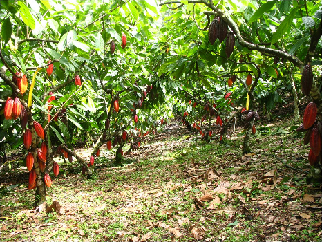 El cacao como primer cultivo exportable