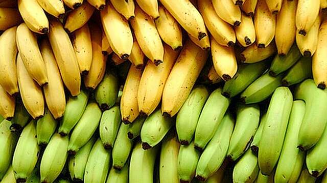 Cultivo de plátano en Venezuela