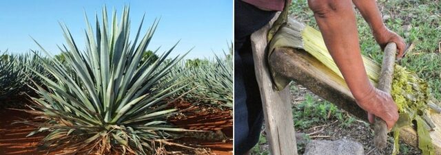 Inicia el cultivo de sisal en Venezuela