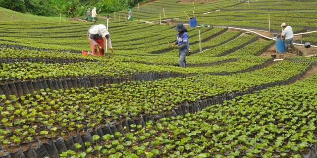 Producción de café