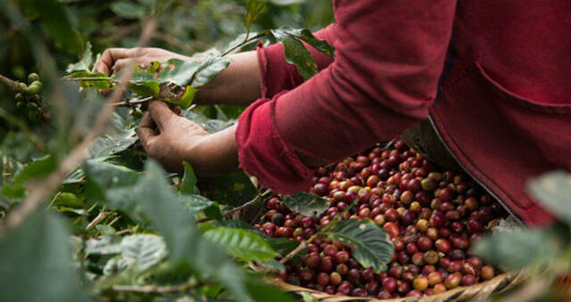 Producción de café