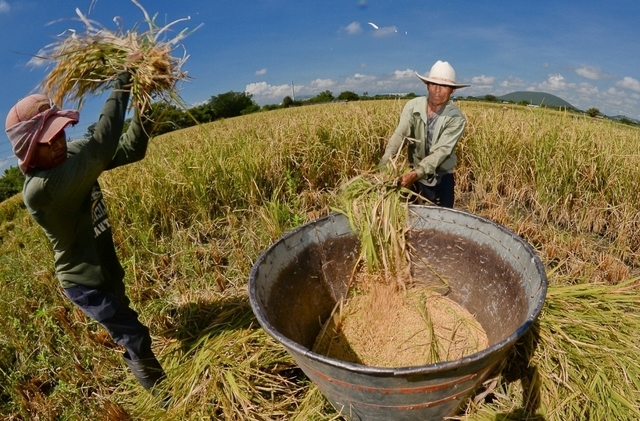 Producción de arroz en Venezuela