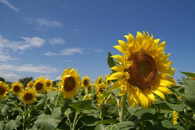 El girasol en Venezuela