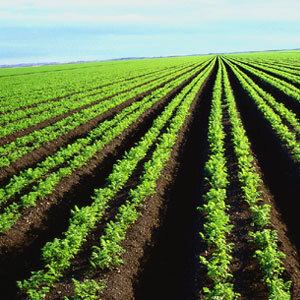 Encuesta por el gobierno