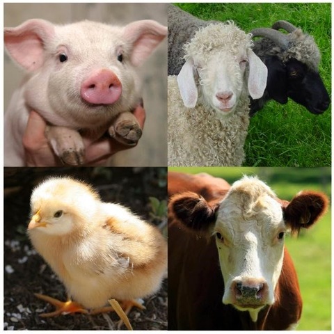 El sector animal y sus derivados