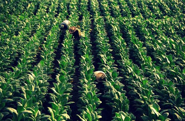 Producción de tabaco