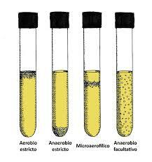 Términos 'aeróbico' y 'anaeróbico'