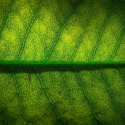 Timeline: Historia de los conceptos de causa y enfermedad: paralelismo entre la Medicina y la Fitopatología