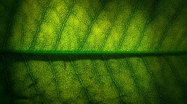 Timeline: Historia de los conceptos de causa y enfermedad: paralelismo entre la Medicina y la Fitopatología