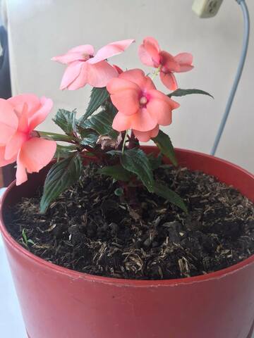 Cronología de la planta  - semana 9