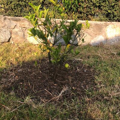 Timeline: El crecimiento de mi árbol de limones