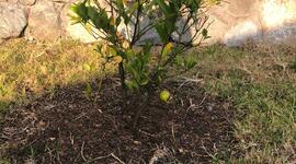 Timeline: El crecimiento de mi árbol de limones