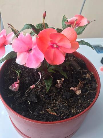 Cronología de la planta  - semana 10