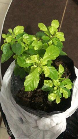 7 de Noviembre 2020.