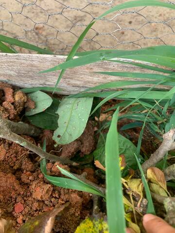 DOCEAVA SEMANA DE MI PLANTA