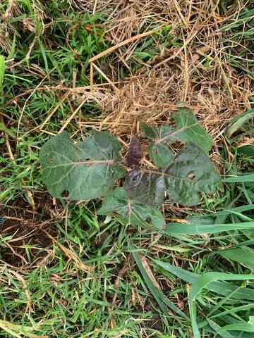 SEMANA CATORCE DE MI PLANTA