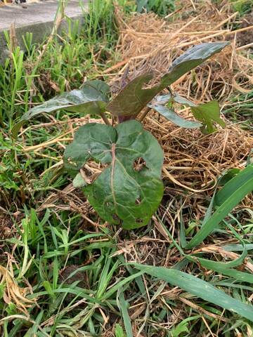 SEMANA QUINCE DE MI PLANTA