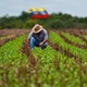 Venezuela agropecuaria
