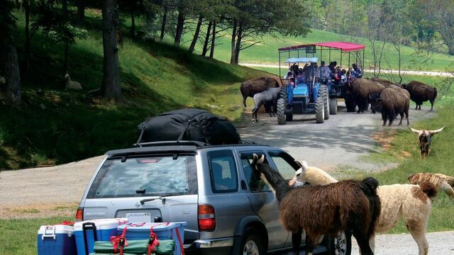 Visita a Safari Park