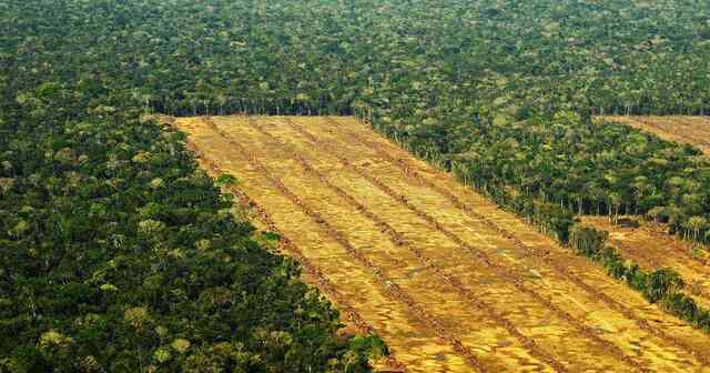 La agricultura en la Amazonía.