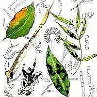 Friedrich Hoffman, profesor de Medicina elaboró la teoría de la "patología de sólidos"