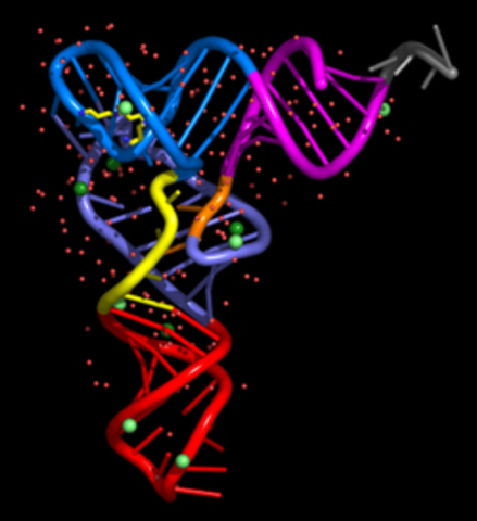 tRNA