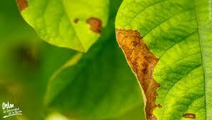 La enfermedad y la religón