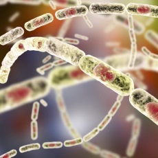 Etiologia del Antrax