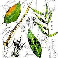 La teoria humoral Hoffmann