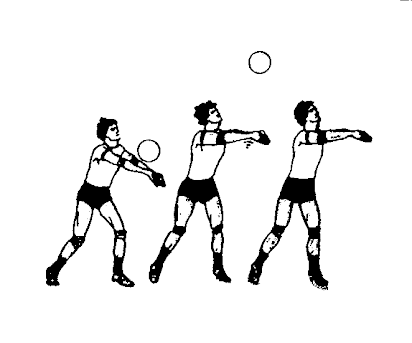 Evolución defensiva