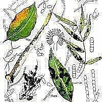 La Enfermedad y la Religión