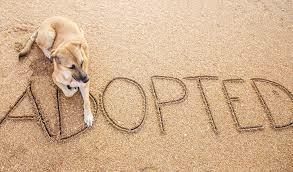 I adopted a dog 3 years ago