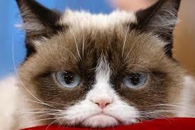 Two years ago, my sister gave me a cat