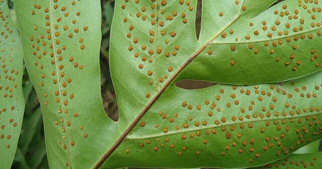 Las esporas del hongo