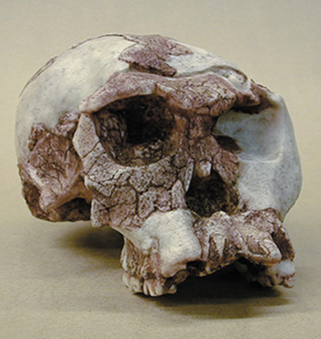 Homo Habilis