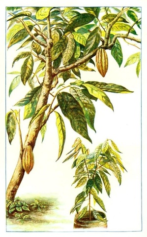 Producción venezolana atrae el interés de potencias europeas