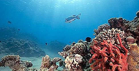 Primera teoria viatge de Beagle