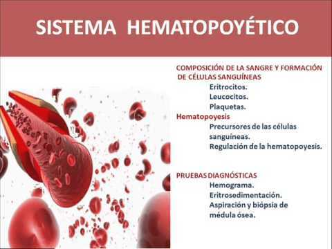 Efectos Biológicos de la Radiación - Evento 4