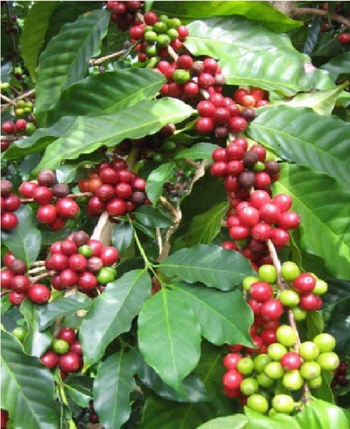 Introducción del Café