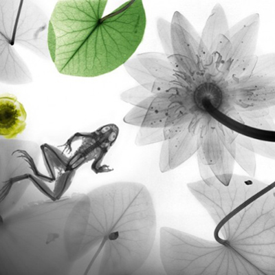 Timeline: Radiobiologia Y Radioproteccion