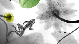 Timeline: Radiobiologia Y Radioproteccion