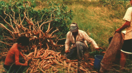 Timeline: Historia y Evolución del espacio agrario en Venezuela