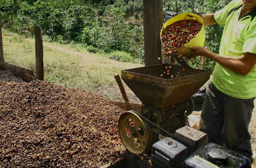 Producción del café