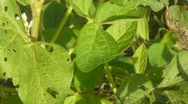 Timeline: HISTORIA DE LA FITOPATOLOGIA    -  Steffany Porras Molina