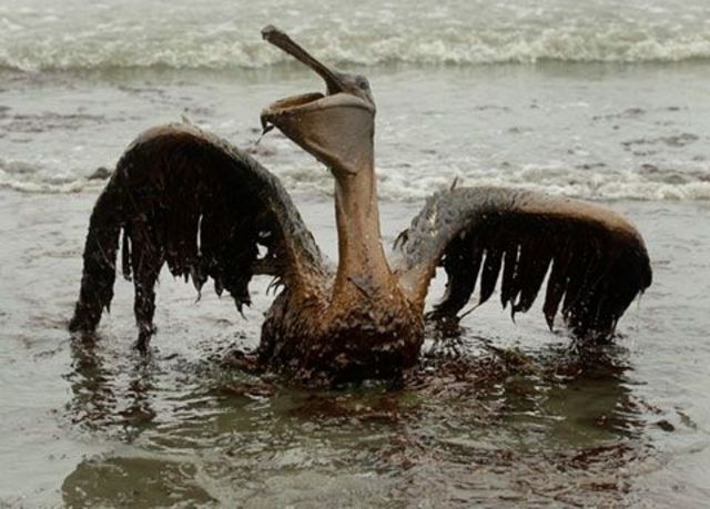 BP oil spill